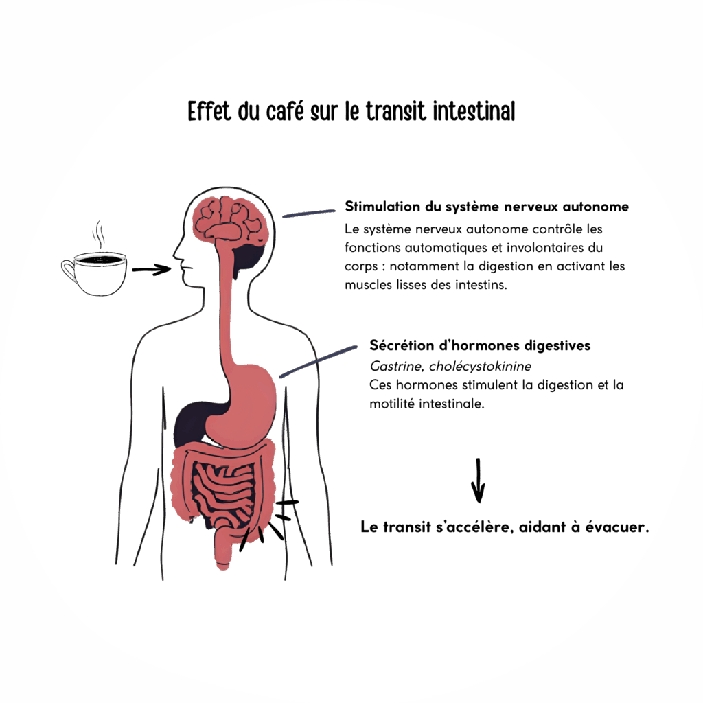 Effet du café sur le transit intestinal