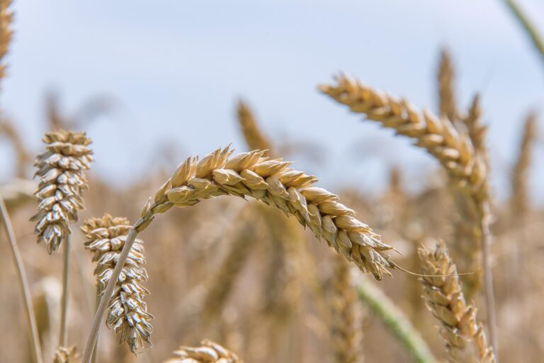 Gluten : maladie, sensibilité, FODMAPs… je fais le tri pour toi 🔍