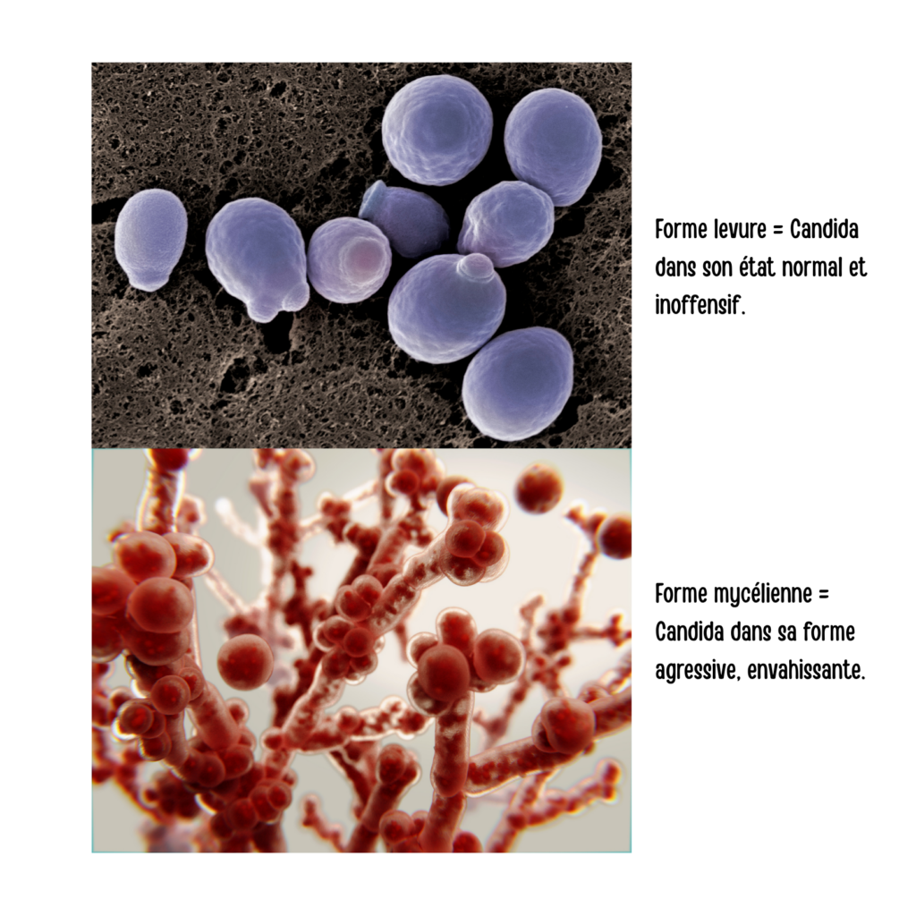 Le candida sous sa forme inoffensive et envahissante